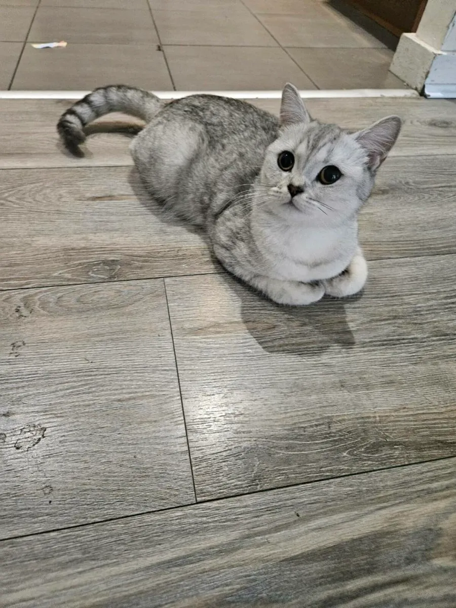 Brithsh short cat 🐈 - Image 3