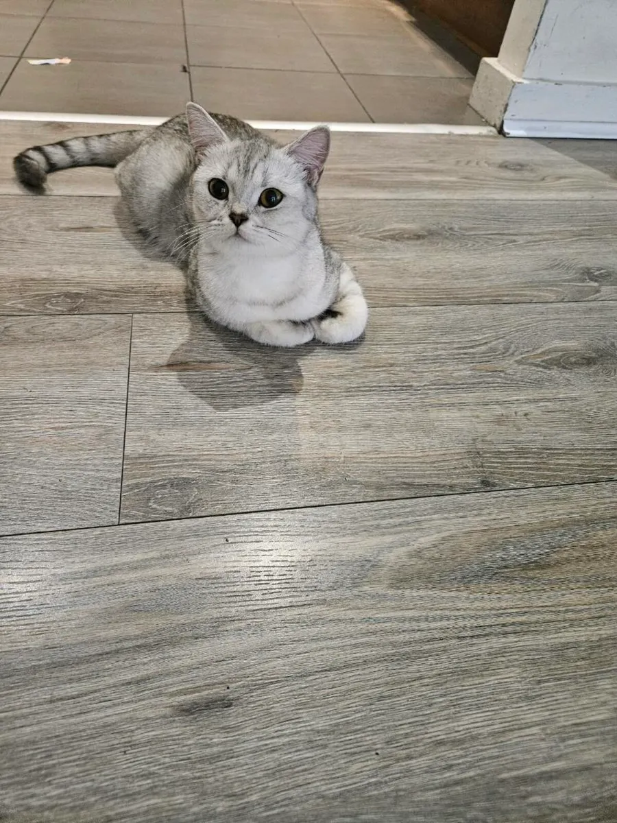 Brithsh short cat 🐈 - Image 4