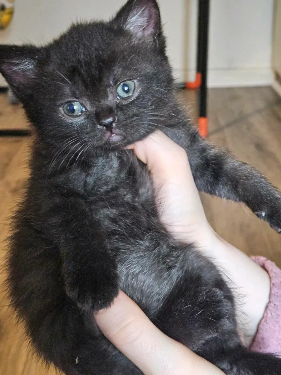 Brithsh Shorthair black kitten left felmale - Image 1