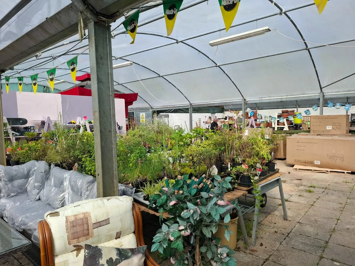 Plants, shrubs, Hedging CLEARANCE - Image 1