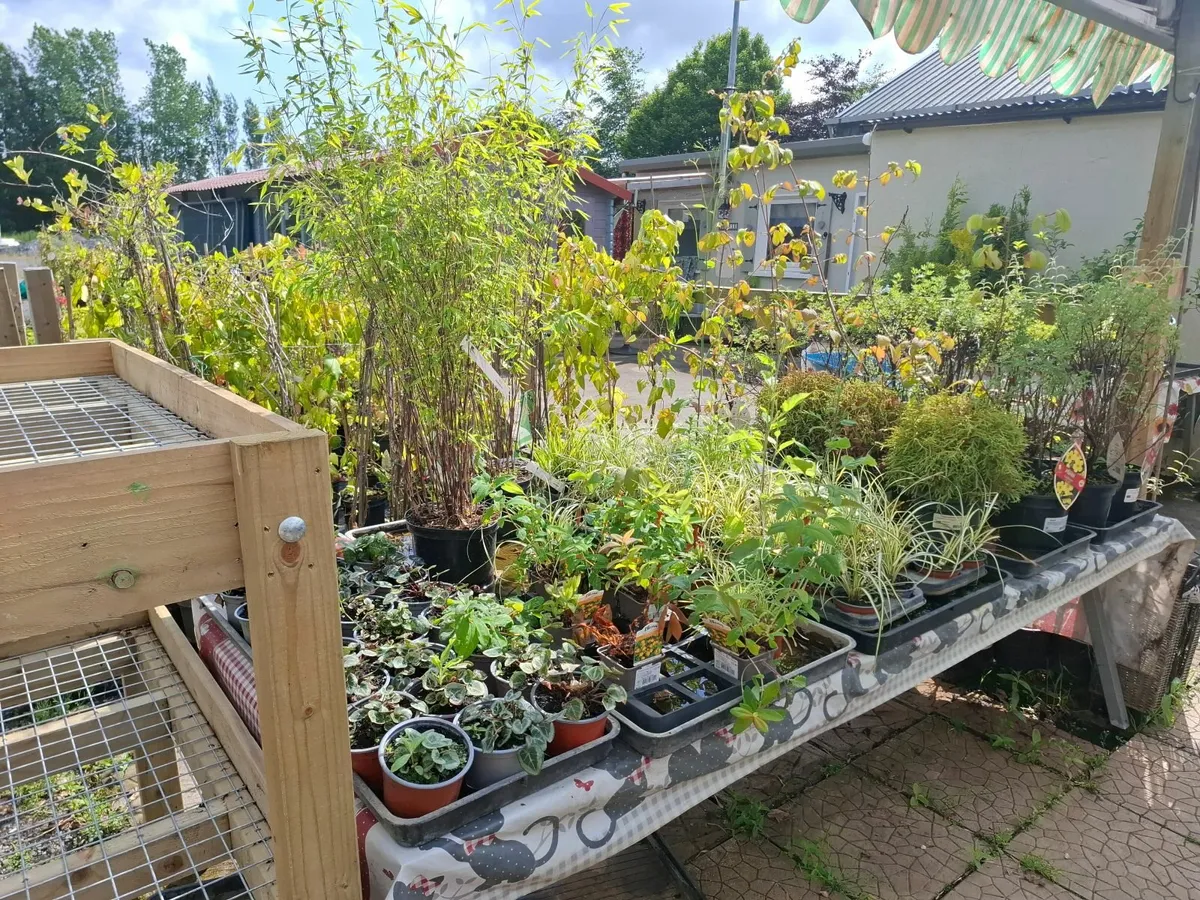 Plants, shrubs, Hedging CLEARANCE - Image 2