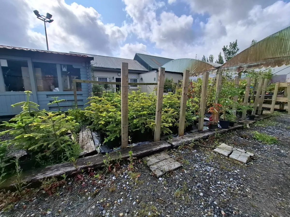 Plants, shrubs, Hedging CLEARANCE - Image 3
