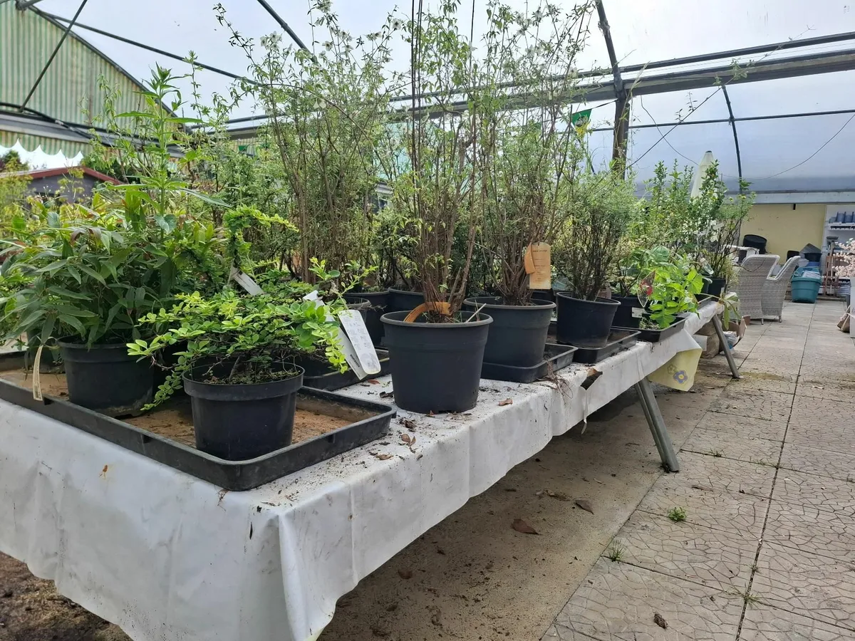 Plants, shrubs, Hedging CLEARANCE - Image 4