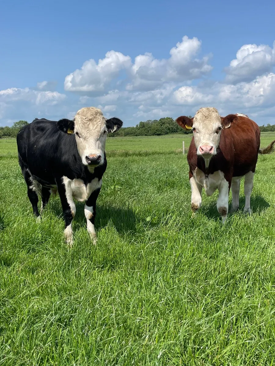 18 Hereford bullocks - Image 1
