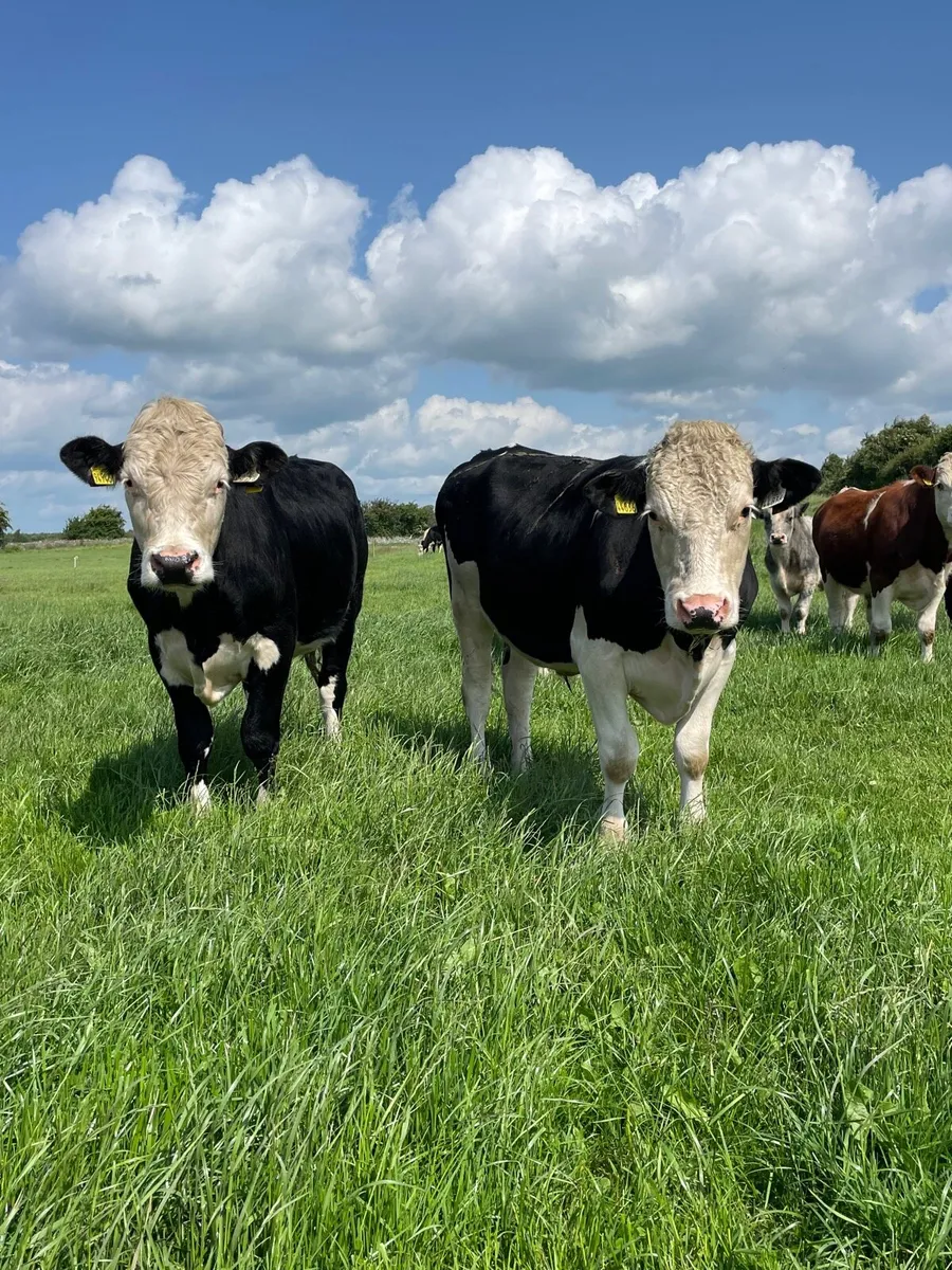 18 Hereford bullocks - Image 2
