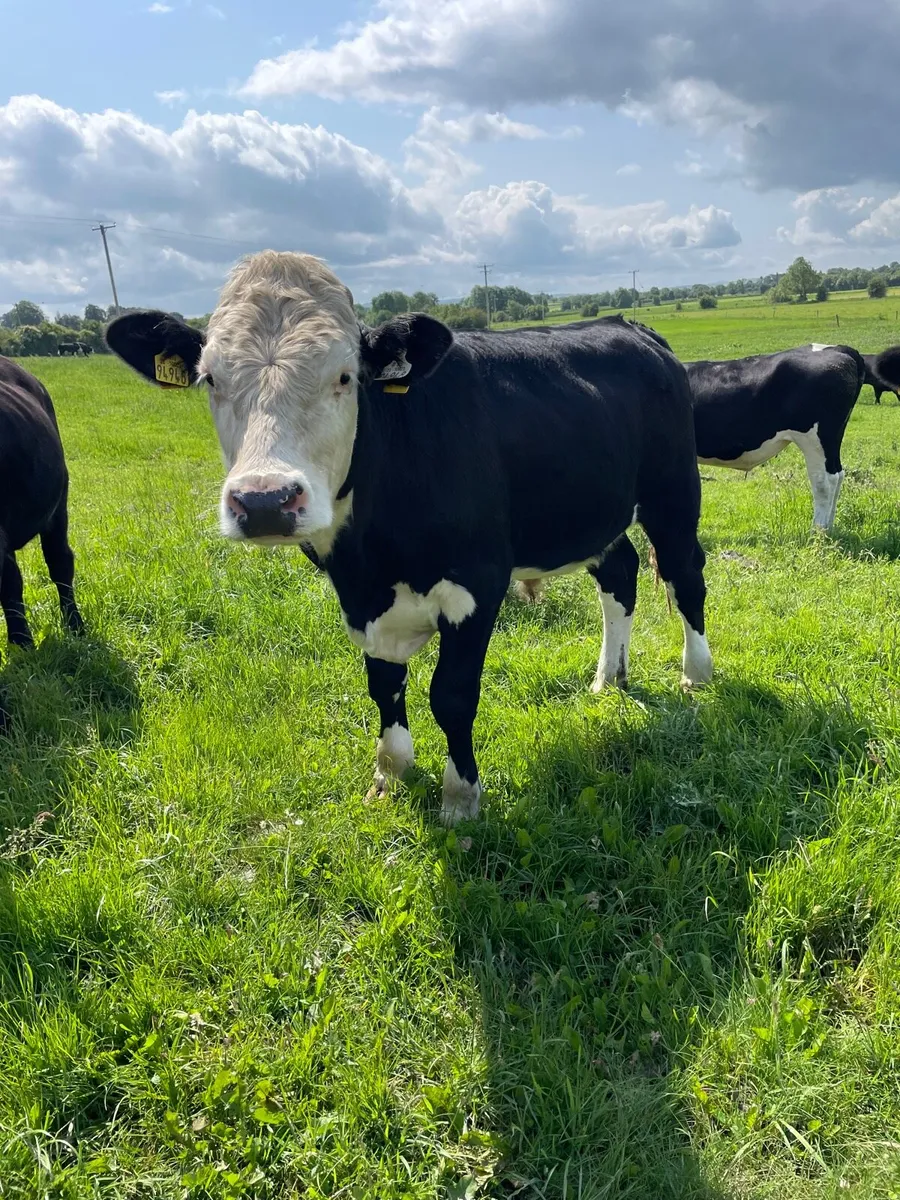 18 Hereford bullocks - Image 3