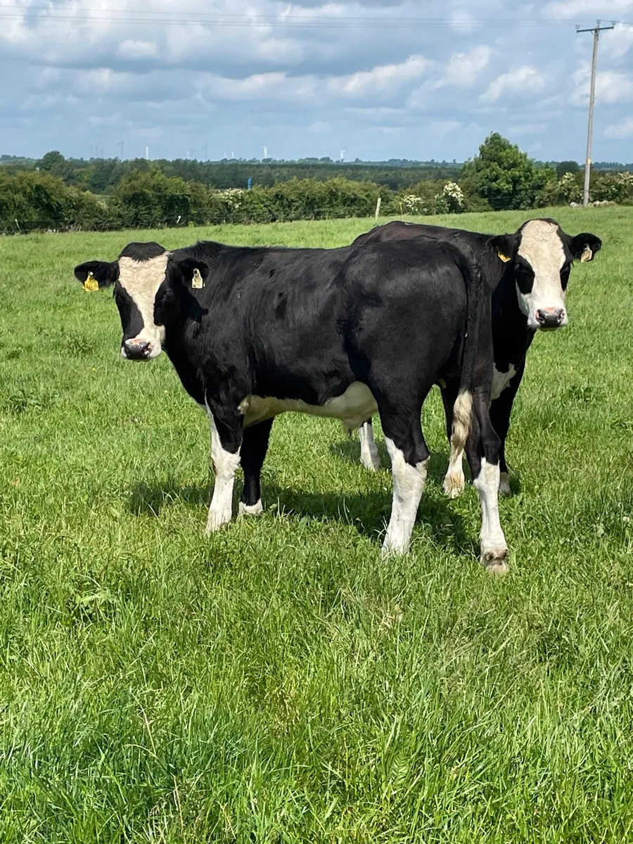 18 Hereford bullocks - Image 4