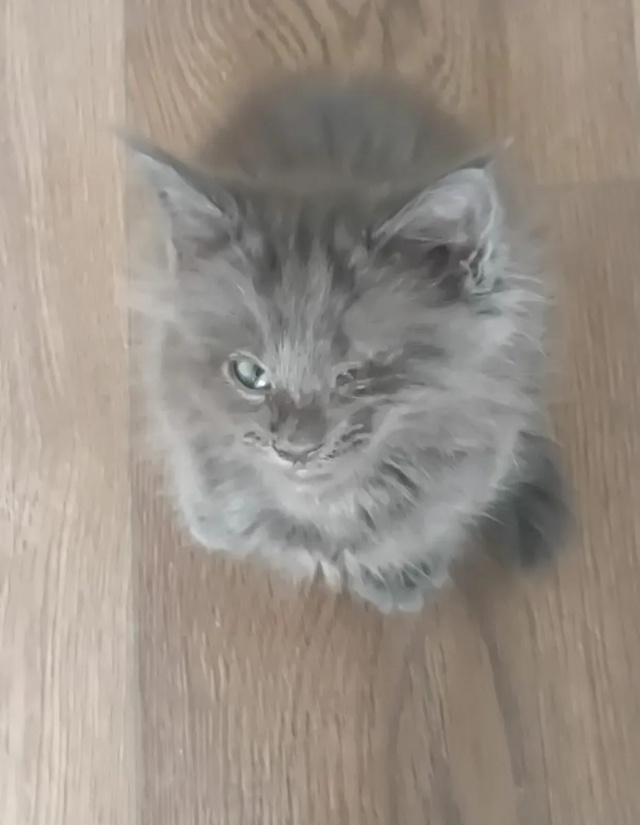 Maine Coon Mixed Kittens - Image 1
