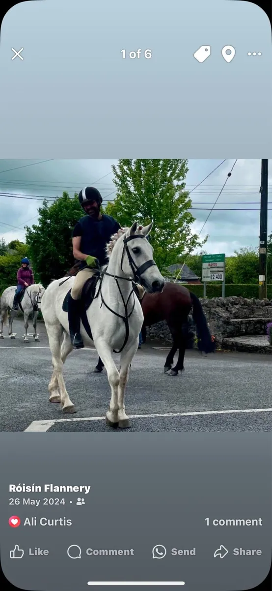 16yr old Connemara pony 15.2hh - Image 1