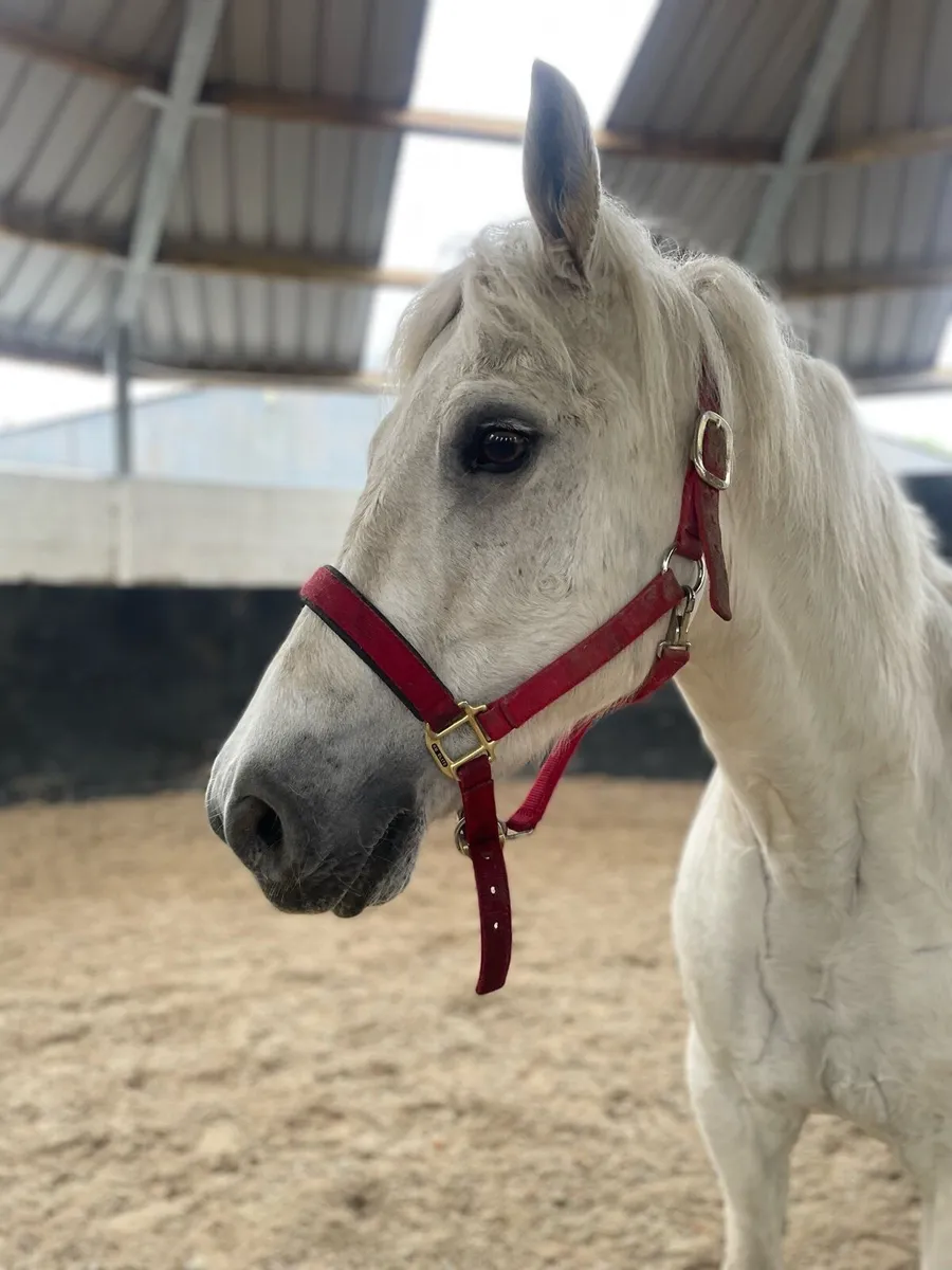 16yr old Connemara pony 15.2hh - Image 2