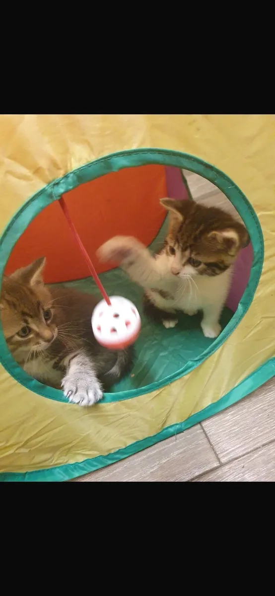 Kitten - Image 2
