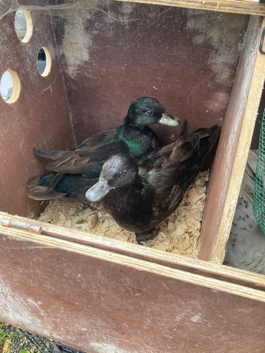 Call ducks - Image 2