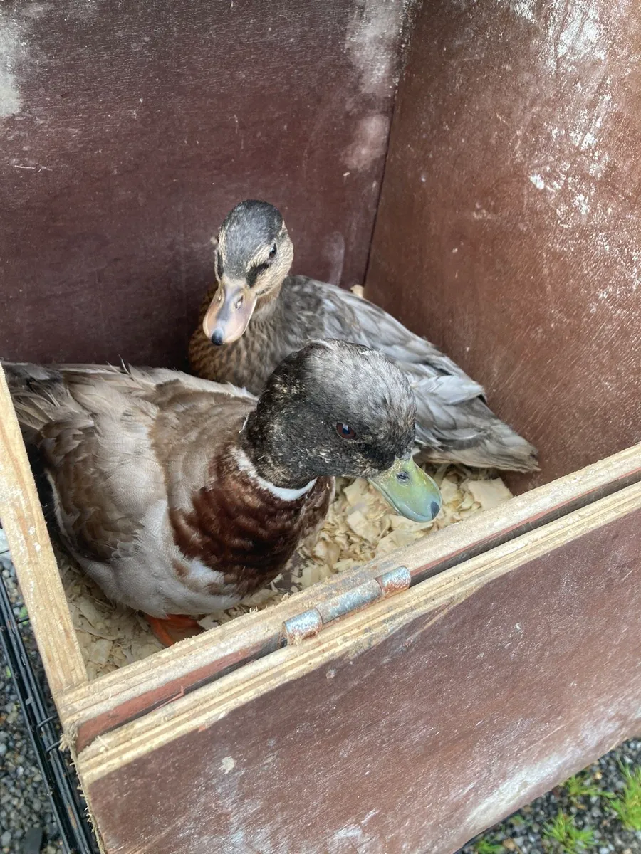 Call ducks - Image 1