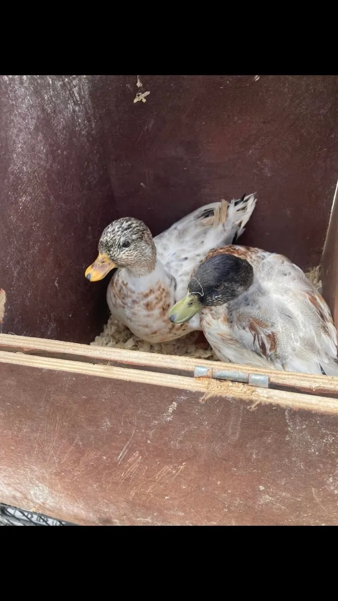 Call ducks - Image 3