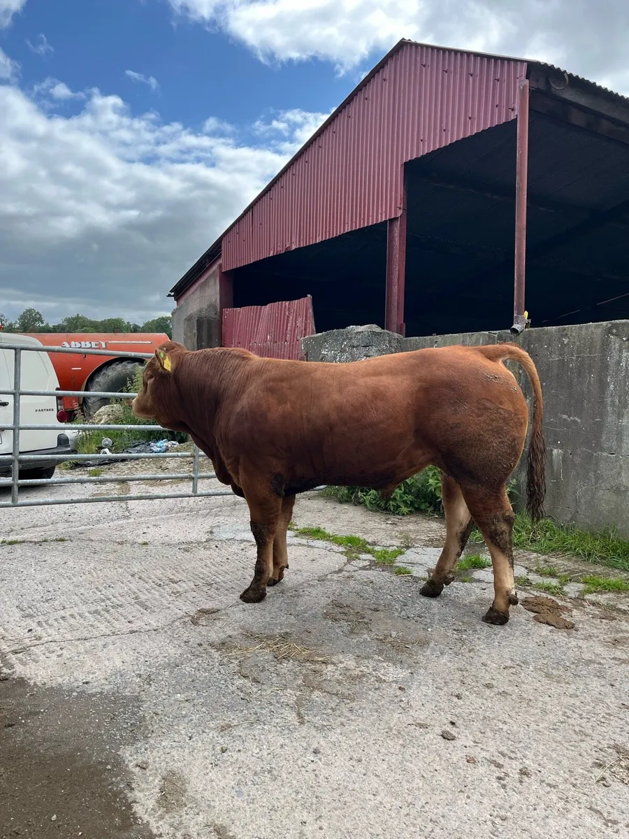 PBR Limousin Bull - Image 2