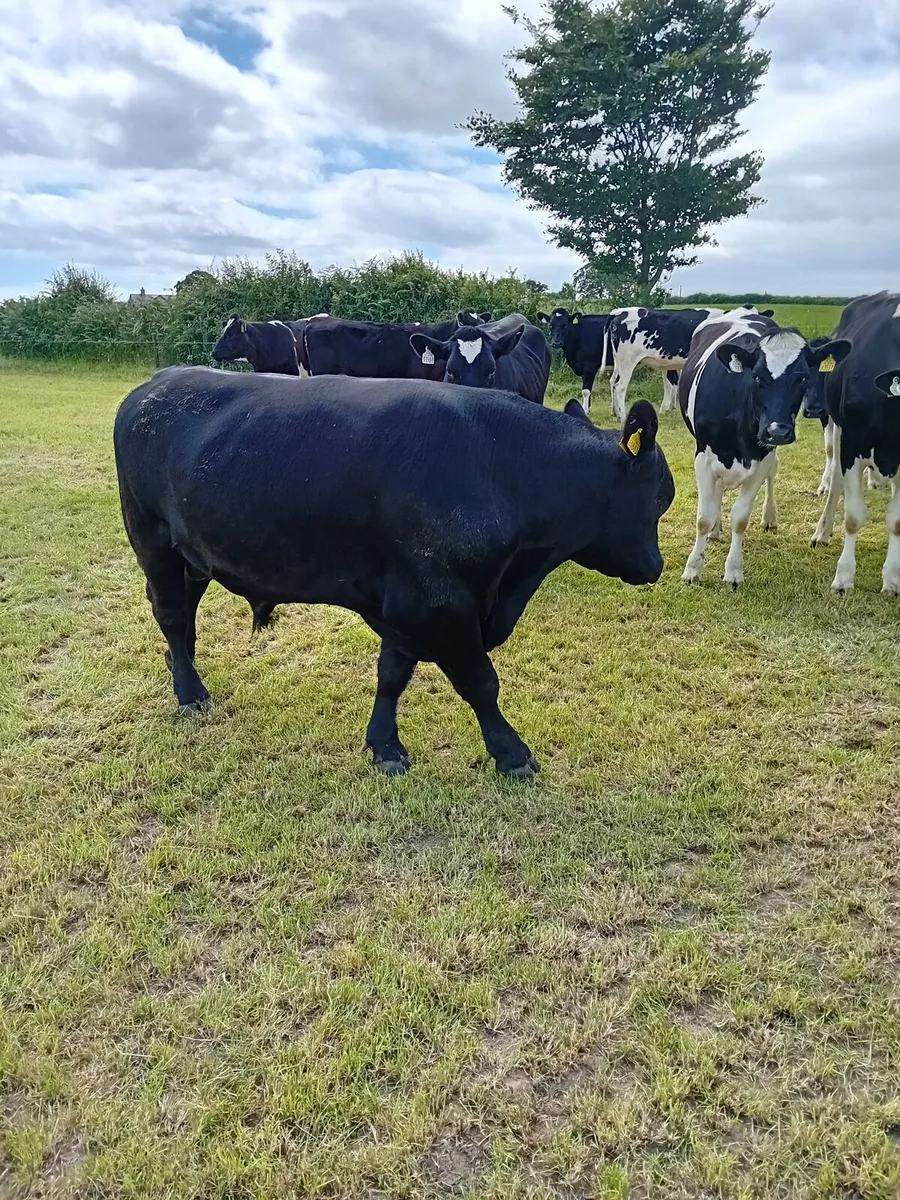 Aberdeen Angus Bulls - Image 3