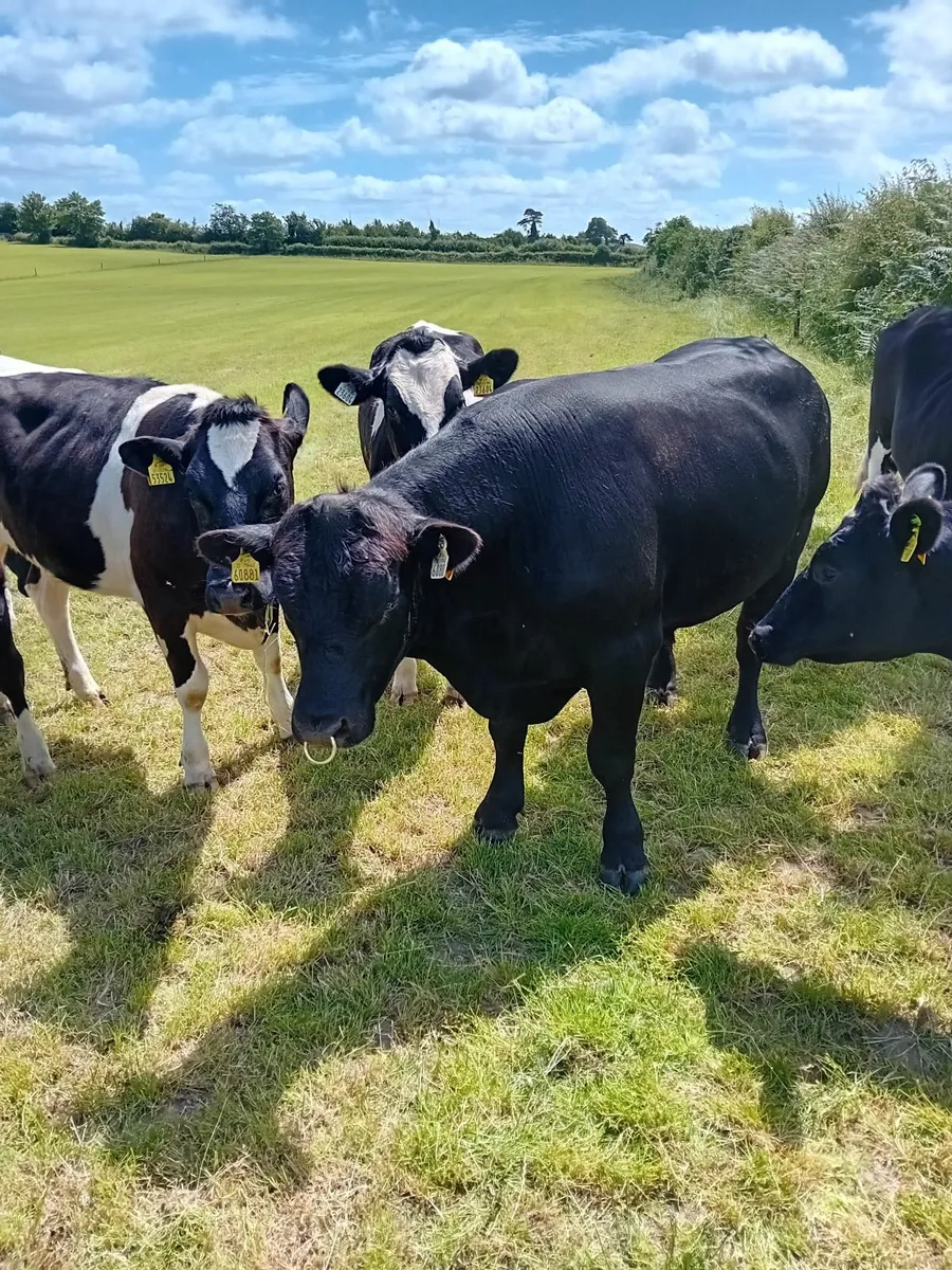 Aberdeen Angus Bulls - Image 4