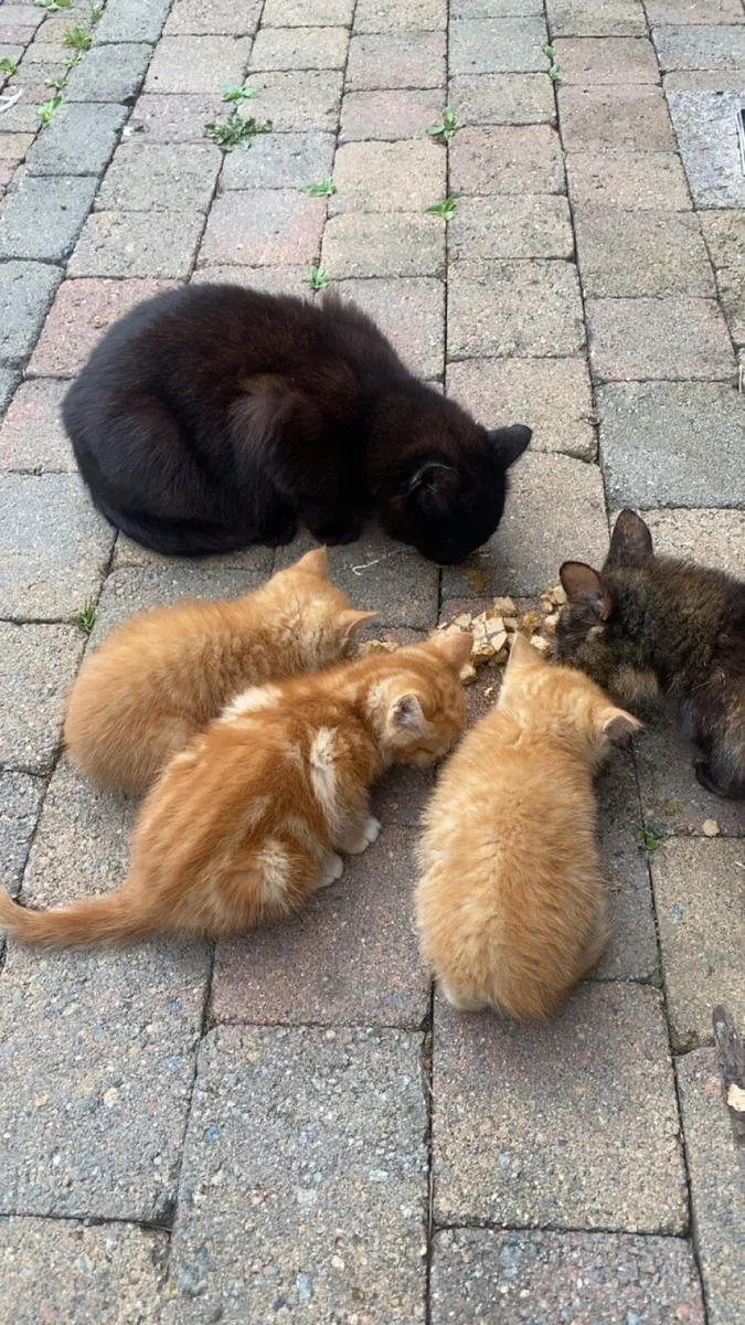 Kittens