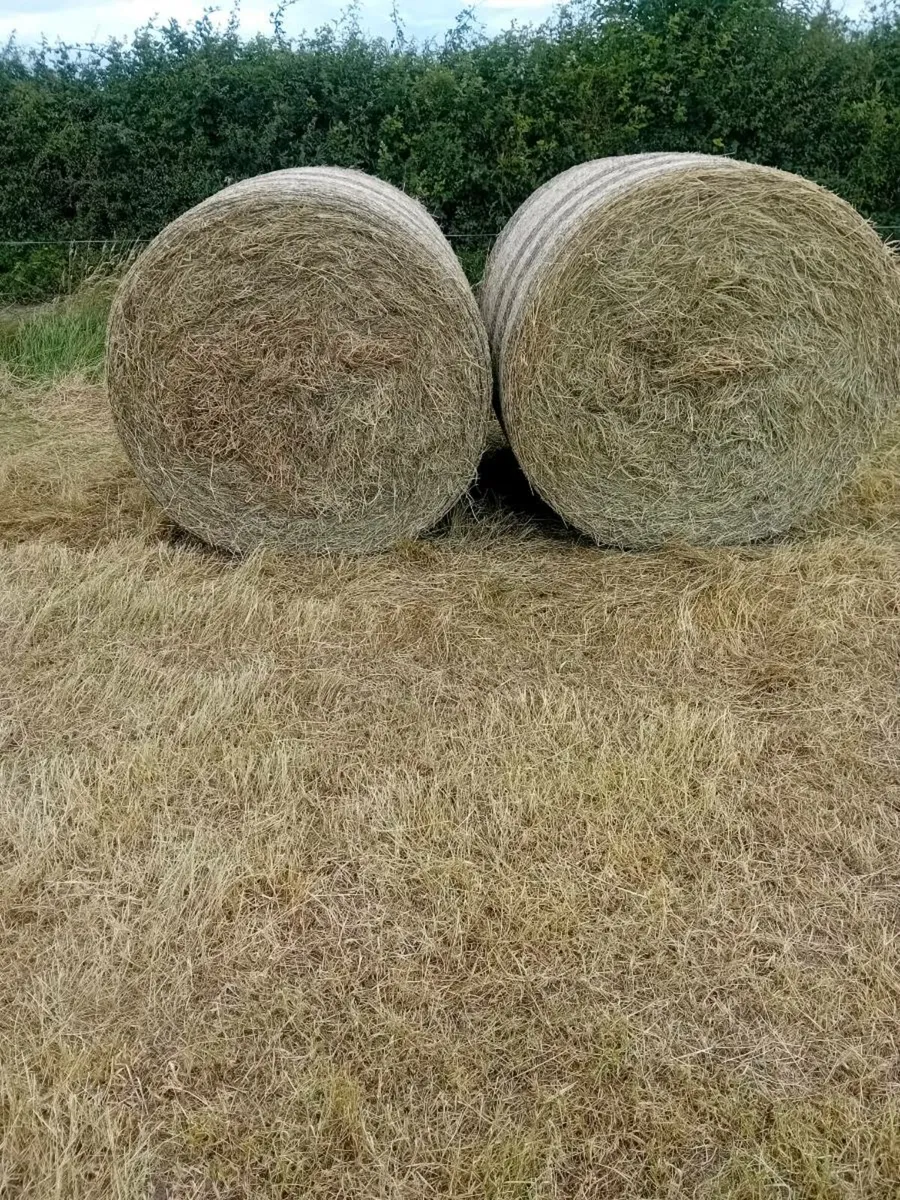 Round  bales of hay - Image 1