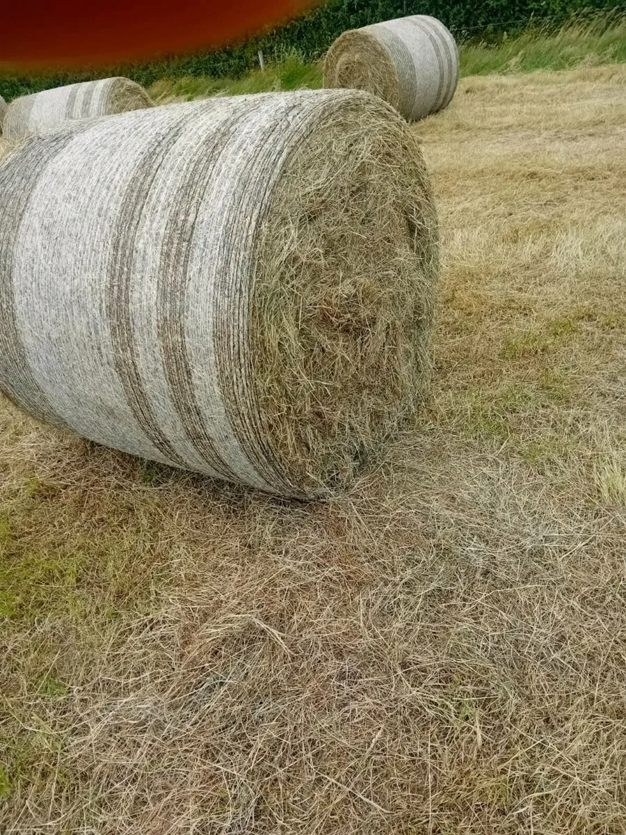 Round  bales of hay - Image 2