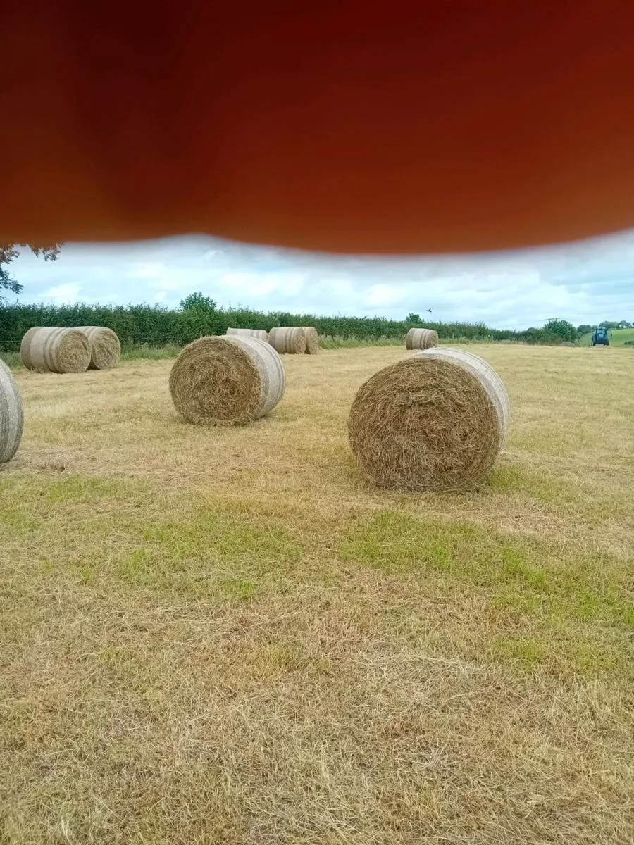 Round  bales of hay - Image 3