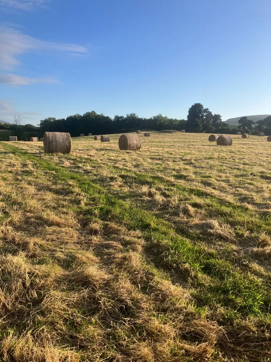 Hay - Image 3