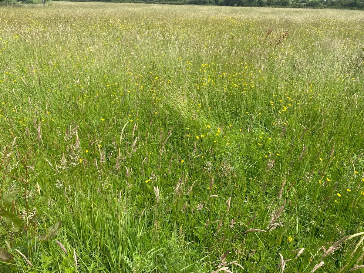 Meadow/Silage - Image 1