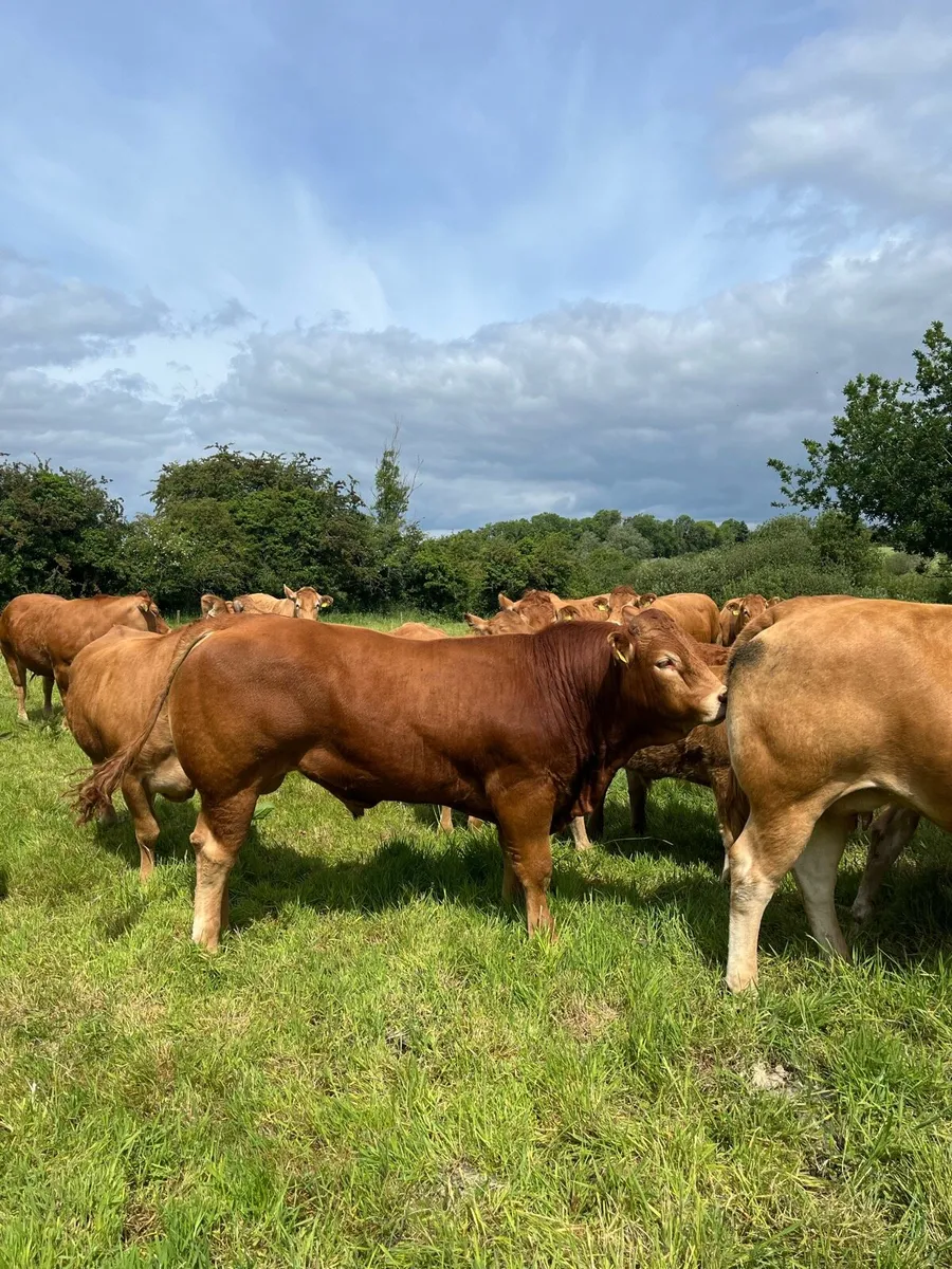 PBR Limousin Bull - Image 1