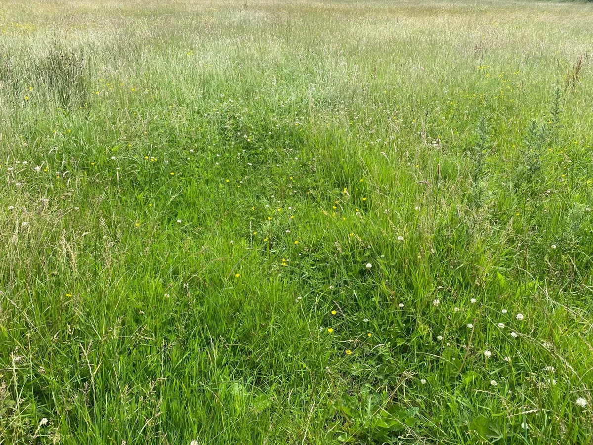 Meadow/Silage - Image 2