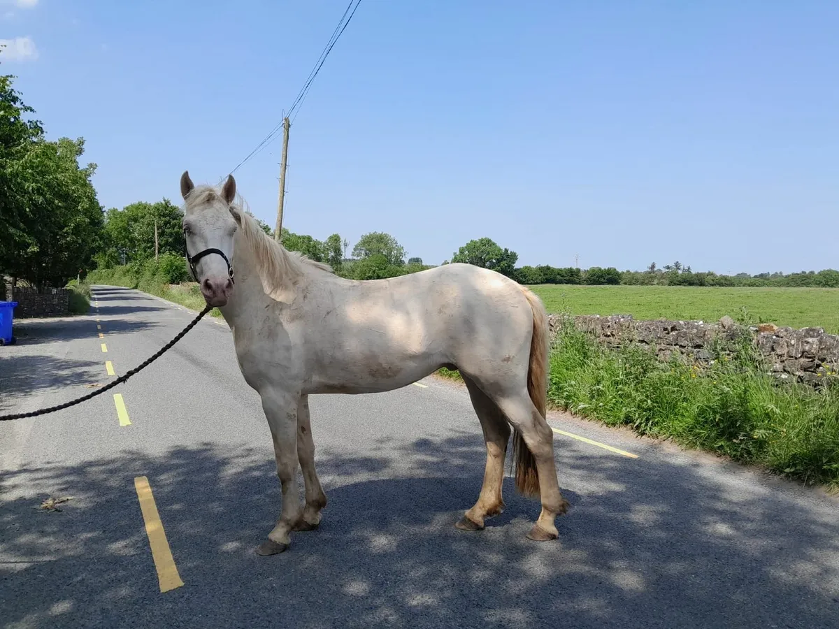 Connemara Gelding - Image 4