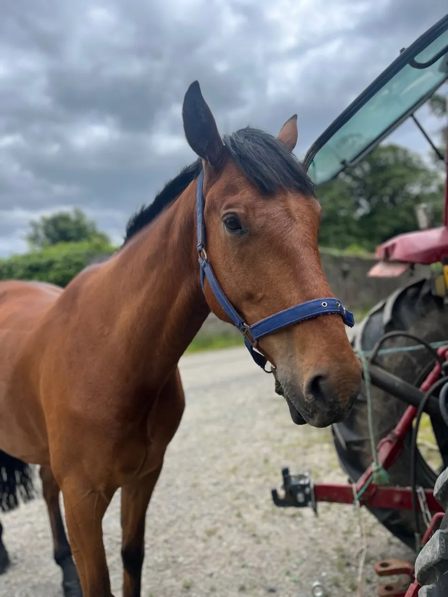 16.1  6 yo gelding TIH. Lot 289 - Image 1