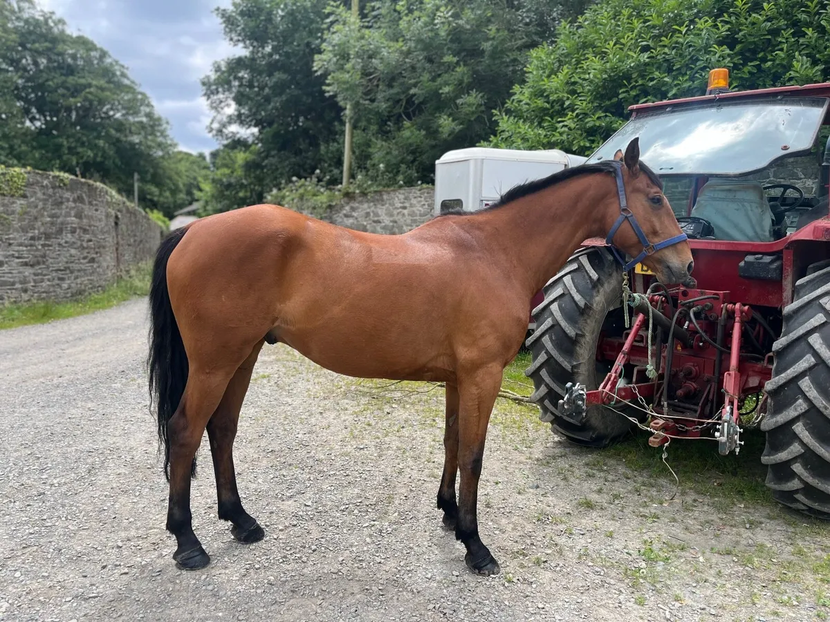 16.1  6 yo gelding TIH. Lot 289 - Image 2