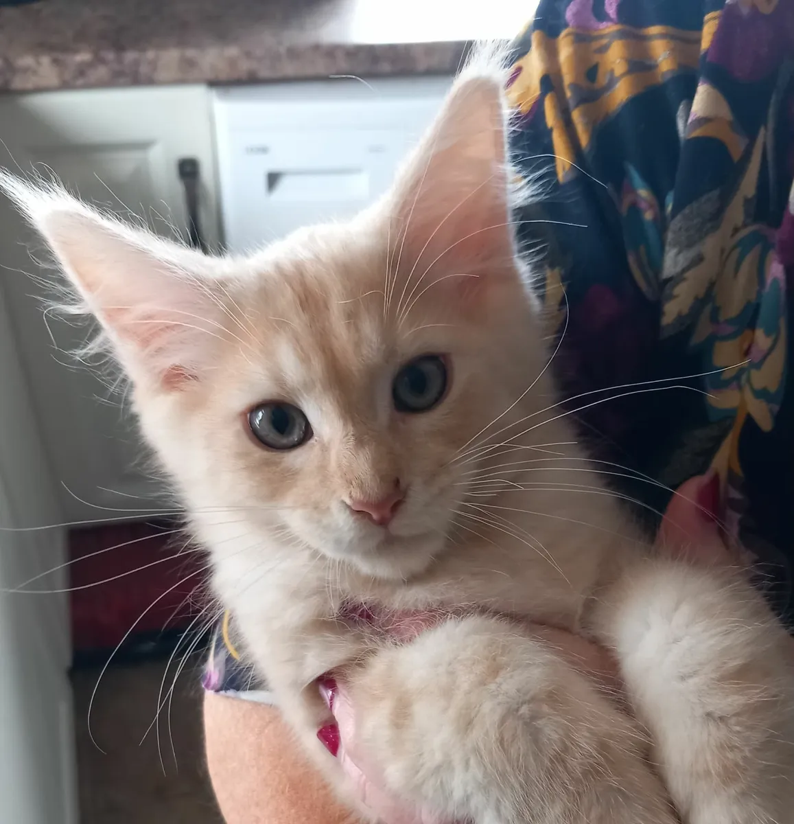 Main cooon kittens - Image 1