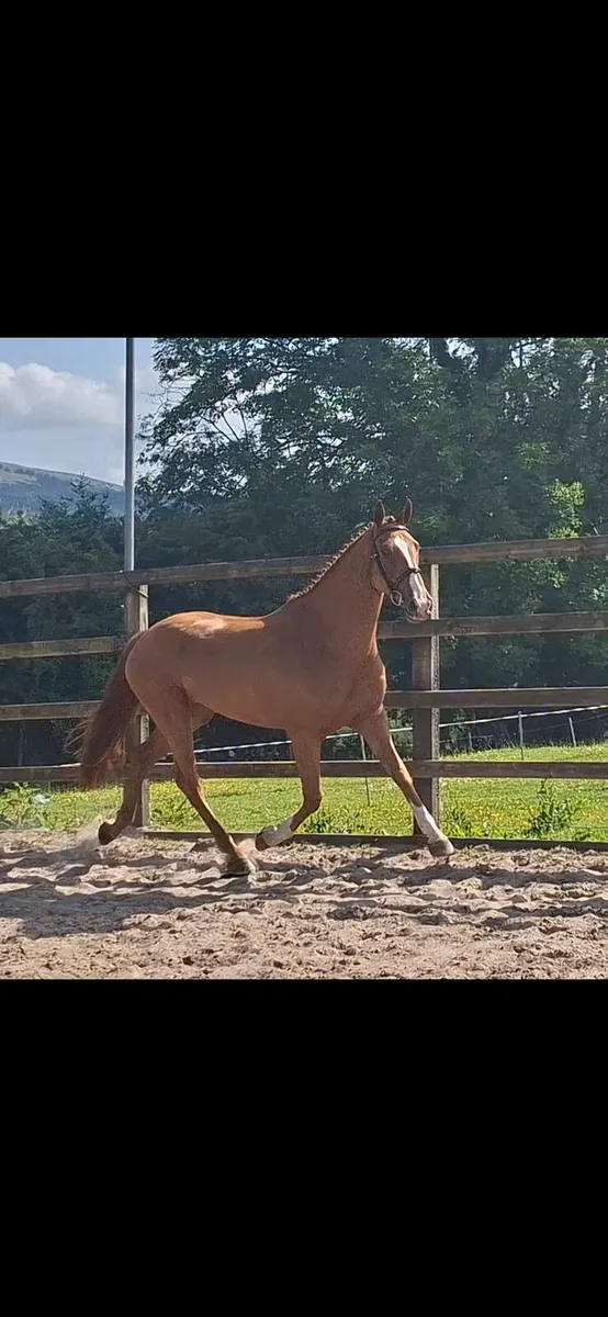 16'1hh 4yr old RID - Image 1