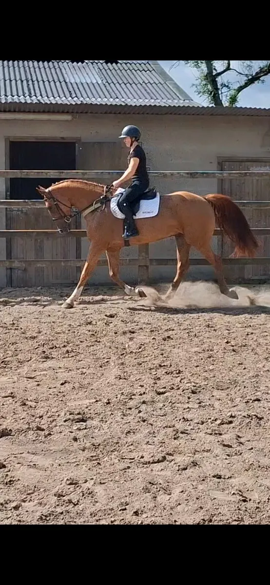 16'1hh 4yr old RID - Image 2