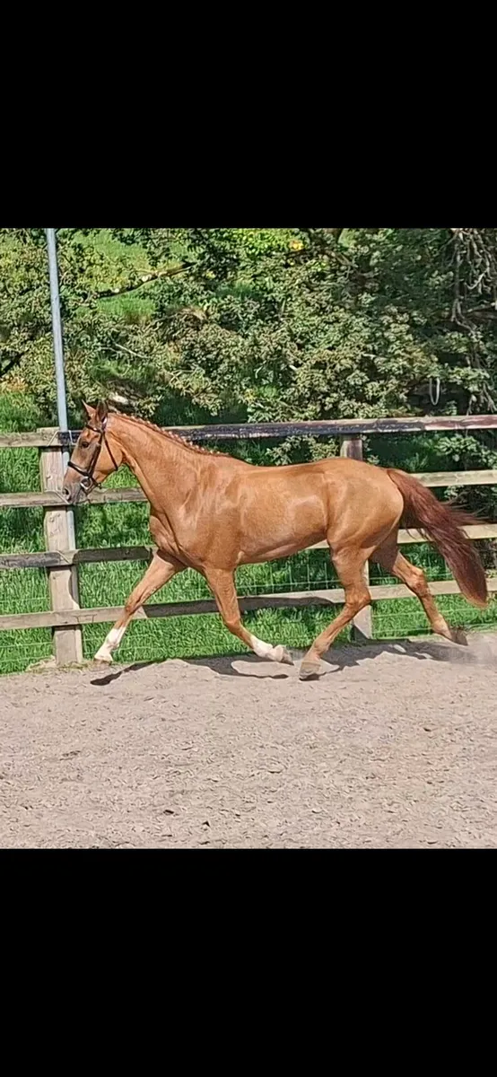 16'1hh 4yr old RID - Image 4