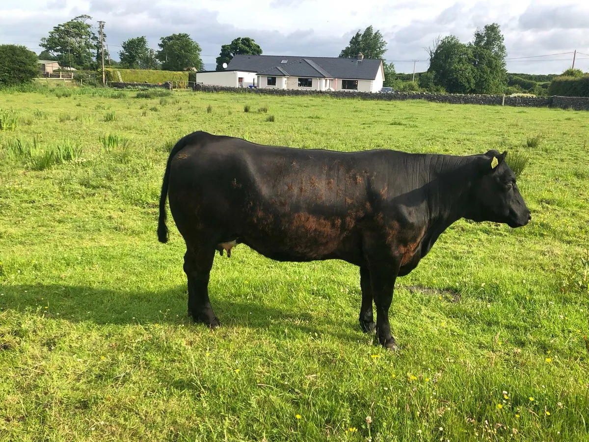 Super AAX heifer & calf (non dairy) - Image 3