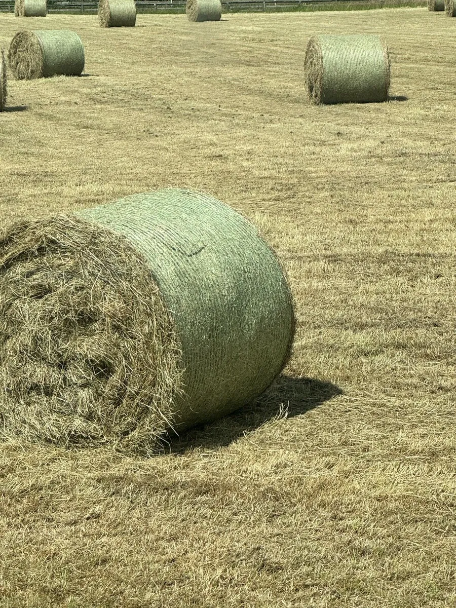 Hay - Image 2