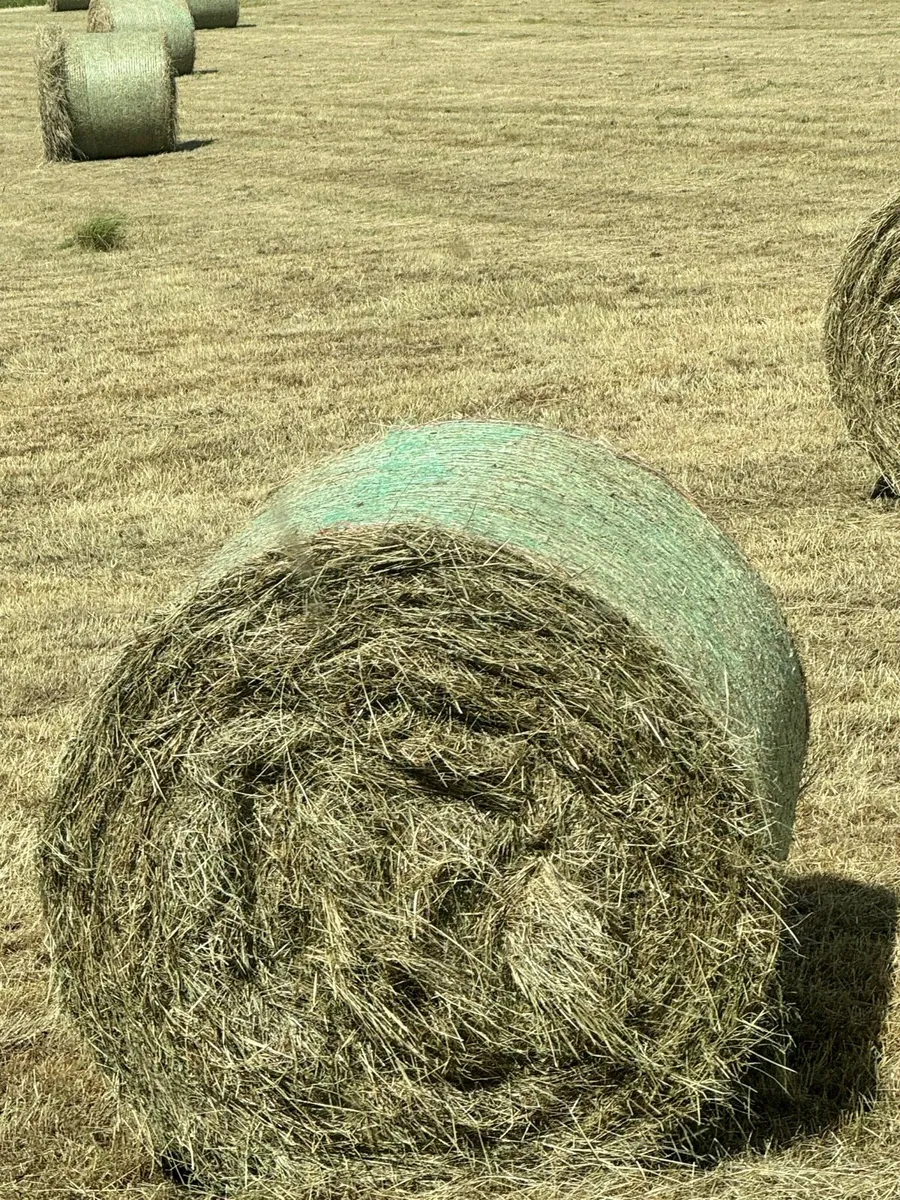 Hay - Image 1