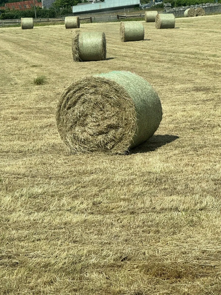 Hay - Image 4