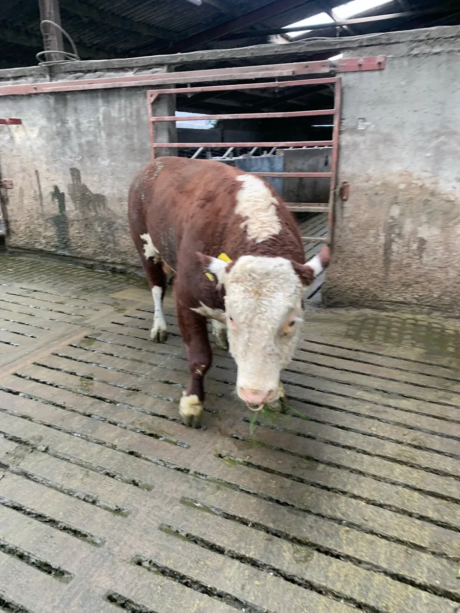 Hereford bull - Image 1