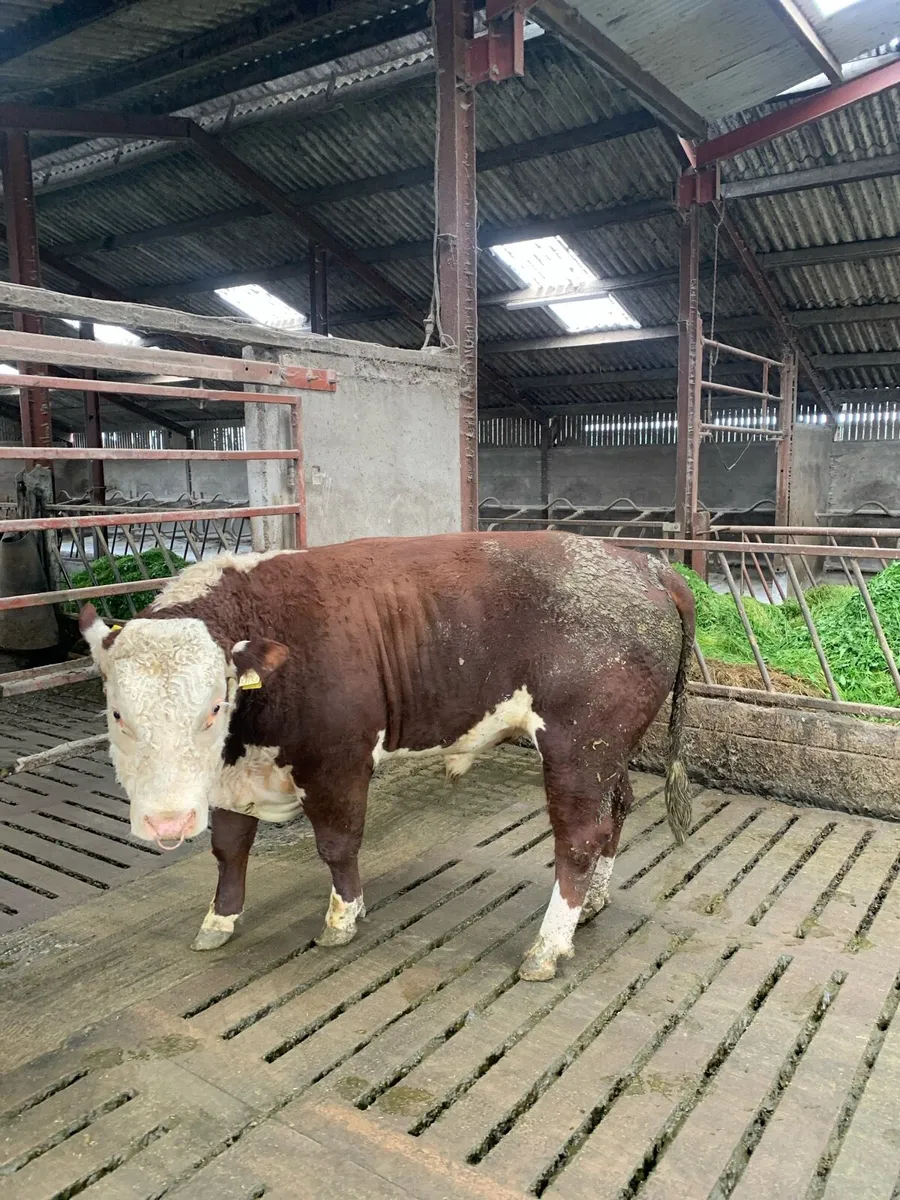 Hereford bull - Image 2
