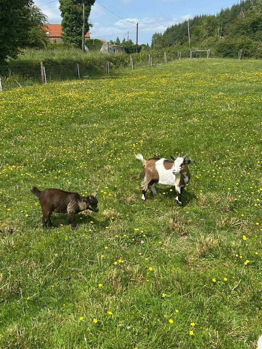 Pygmy goats - Image 1