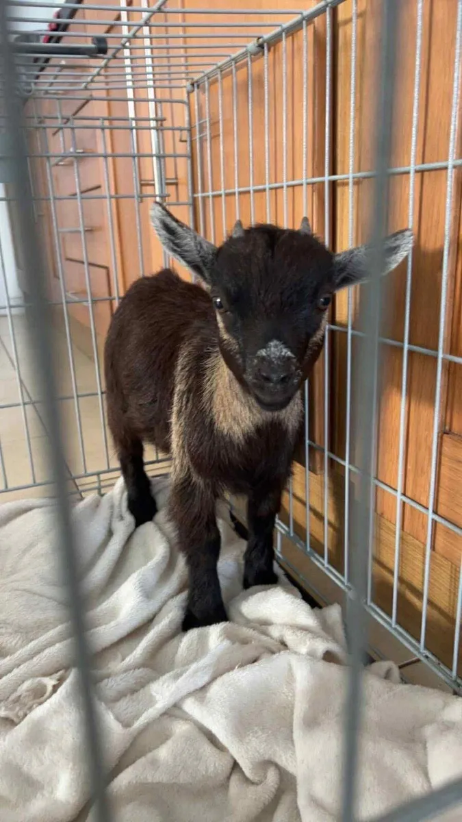 Pygmy goats - Image 2