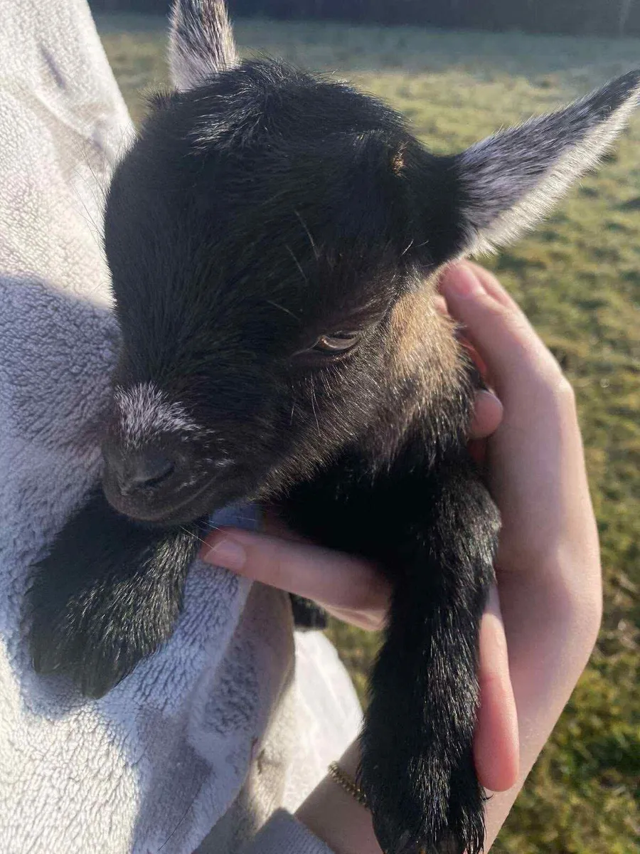 Pygmy goats - Image 3