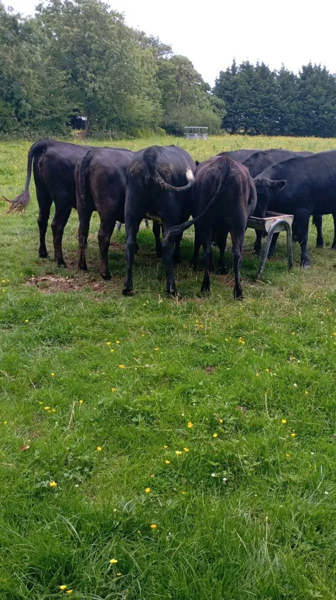 Cattle