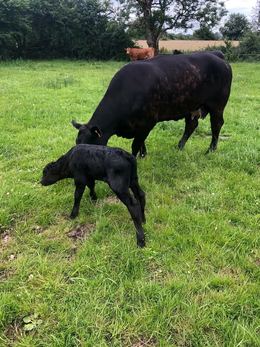 Super AAX heifer & calf (non dairy) - Image 1