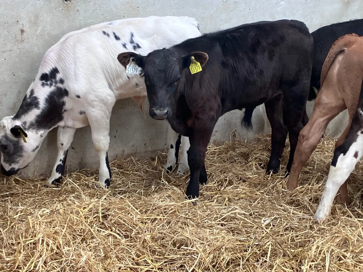 8  smashing reared bull calves for sale - Image 2