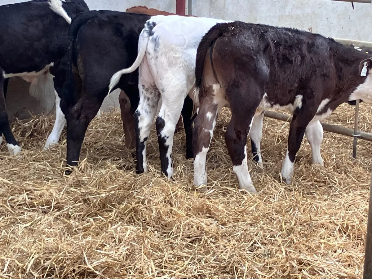 8  smashing reared bull calves for sale - Image 3
