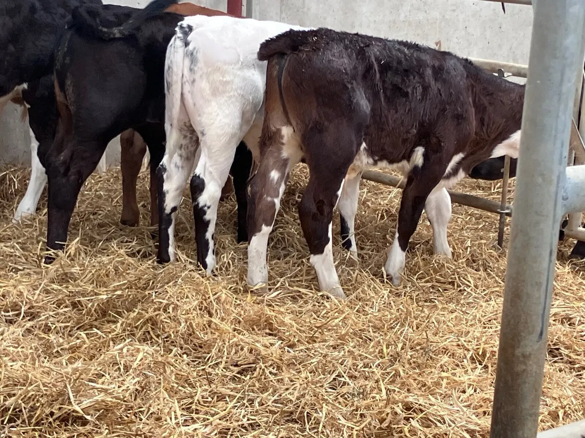 8  smashing reared bull calves for sale - Image 4